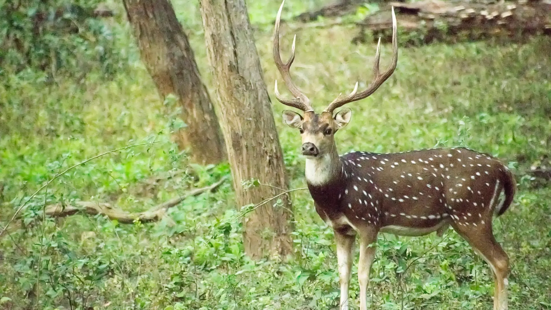 Wild dog and Indian dholes Tour