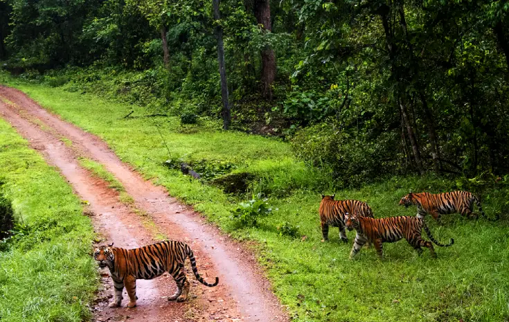 Bandhavgarh Kanha Wildlife Tour