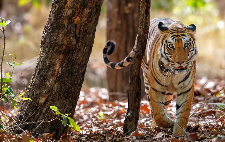 Kanha With Pench Tour Packages