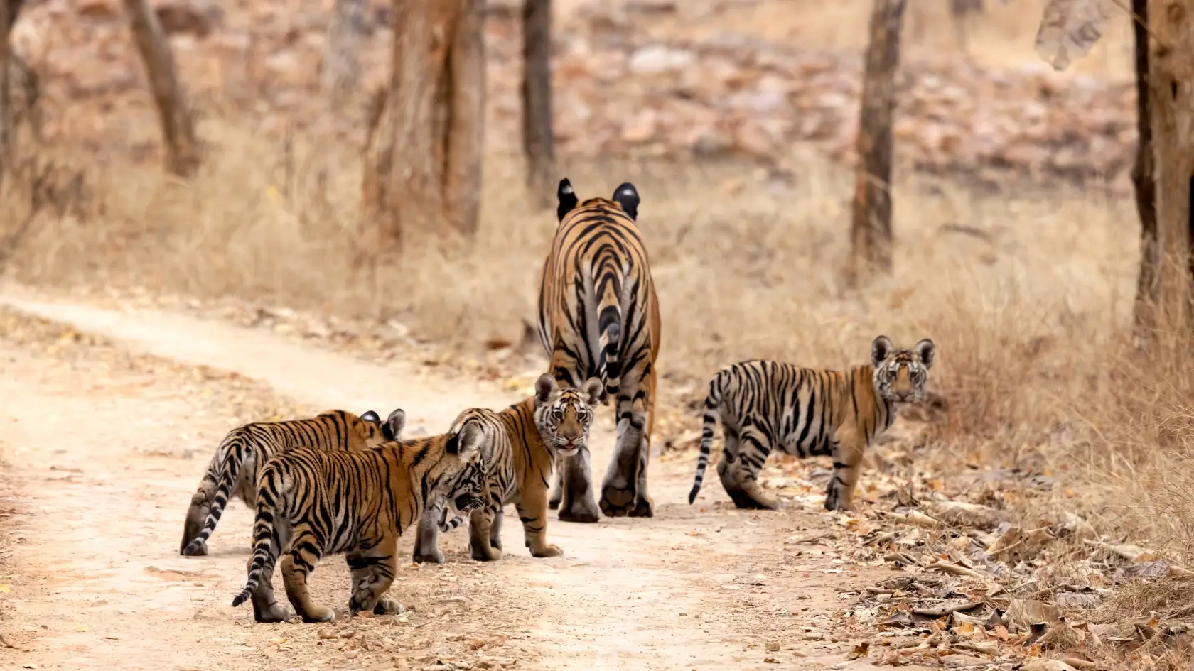 Panna National Park