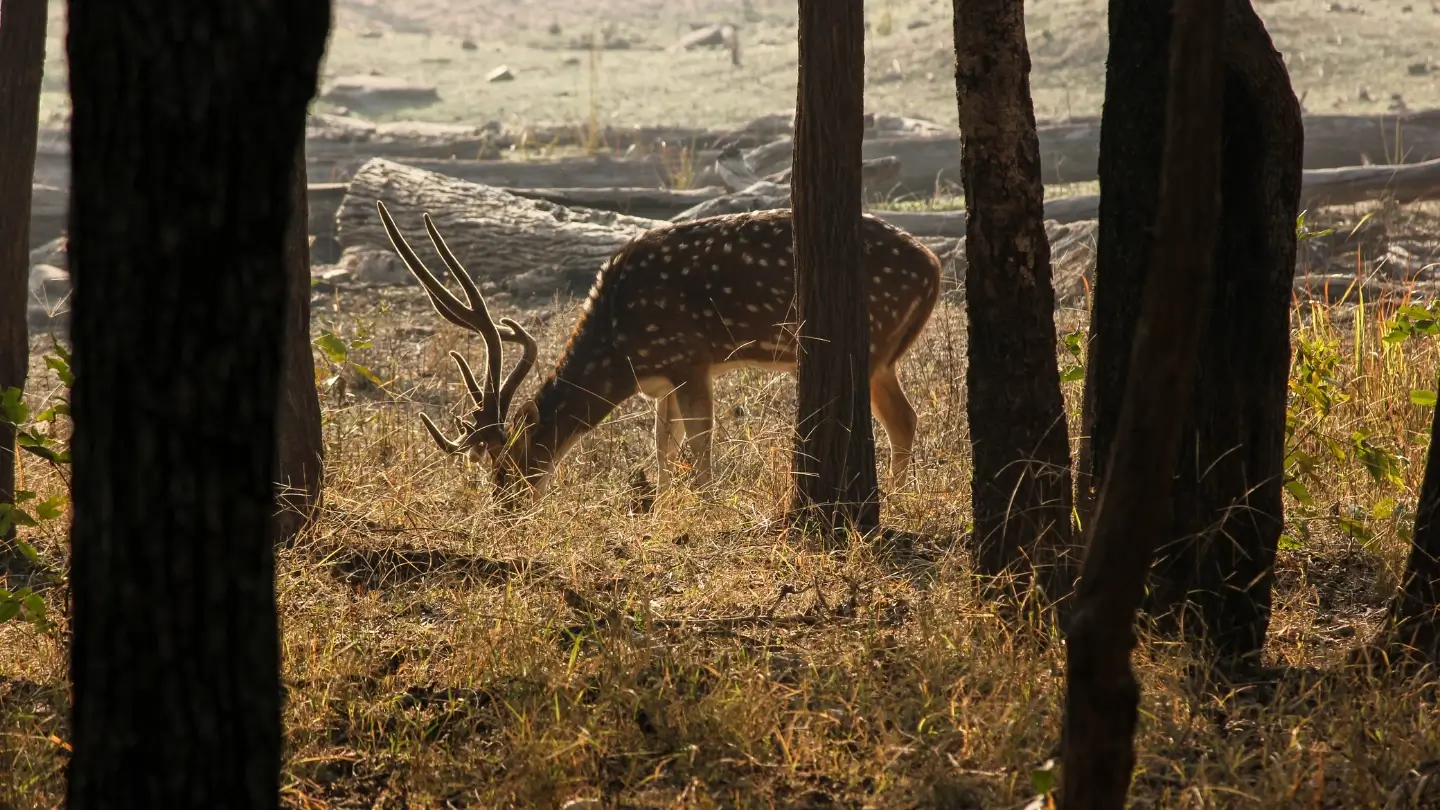Pench National Park