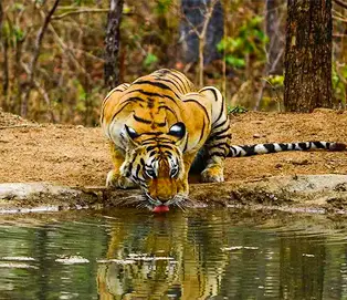 Pench National Park