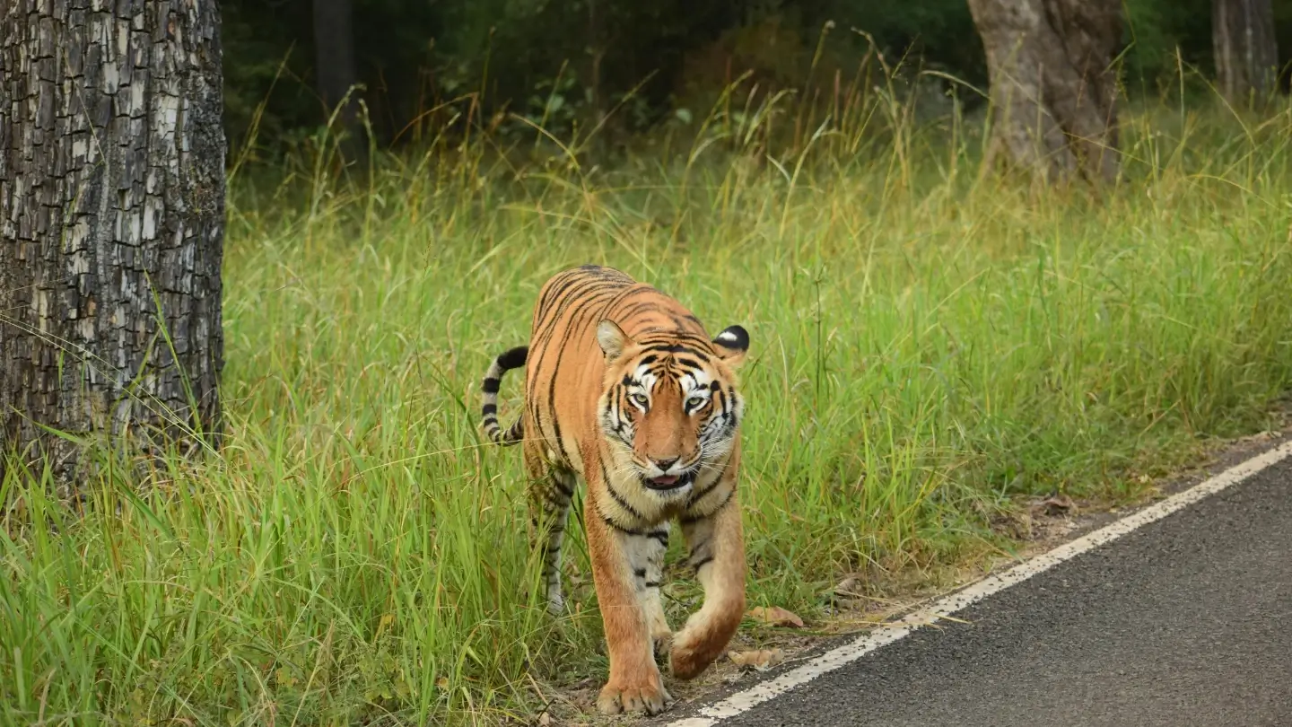 India Tiger Tour