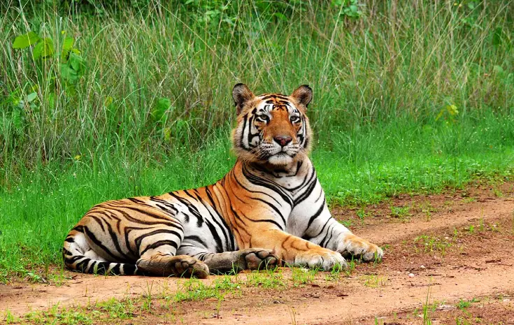 Kiplings Playground Tiger