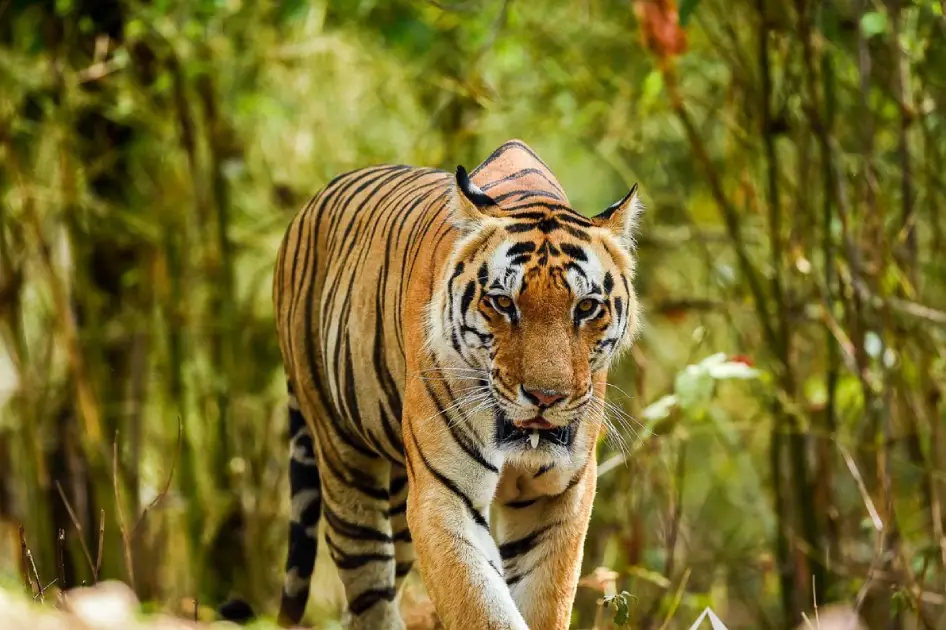 Royal Bengal Tiger Tour