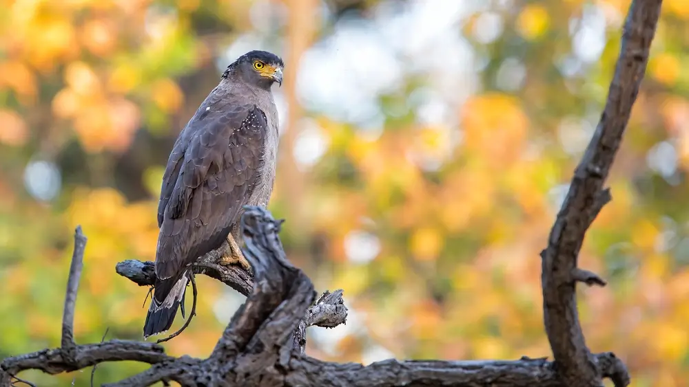 Wildlife with Culture and Heritage of India