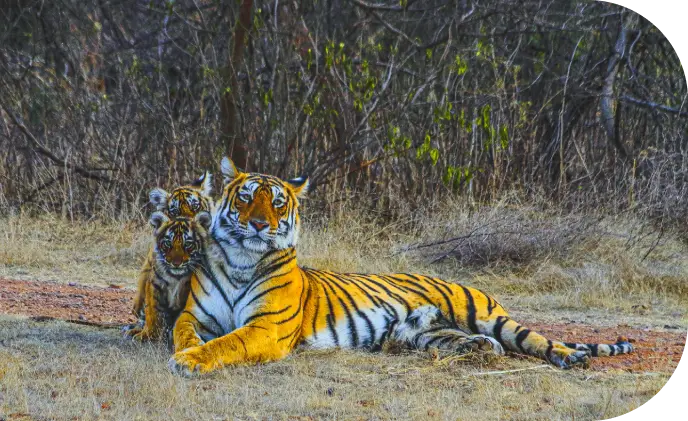 Ranthambore National Park