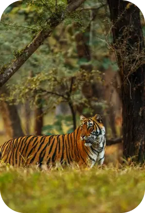 Ranthambore Tiger Reserve