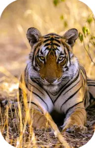 Ranthambore Tiger Reserve