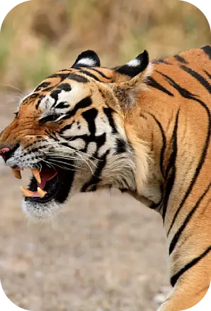 Safari Timings in Kanha National Park