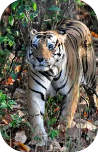 Safari Timings in Kanha National Park