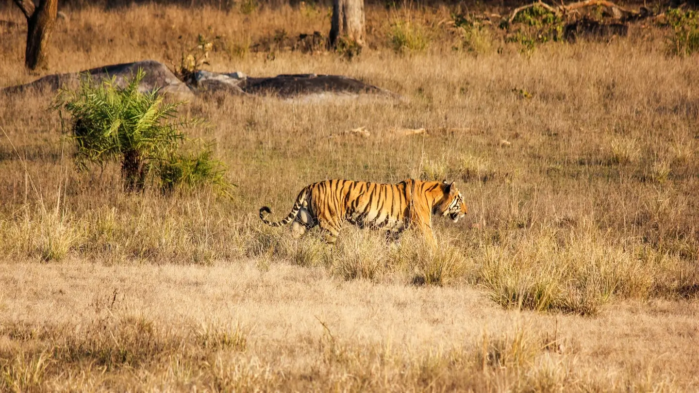 Safari Zones in Kanha