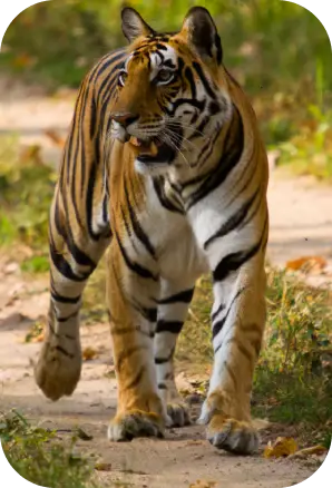 Safari Zones in Kanha National Park