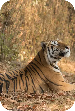 Safari Zones in Kanha National Park