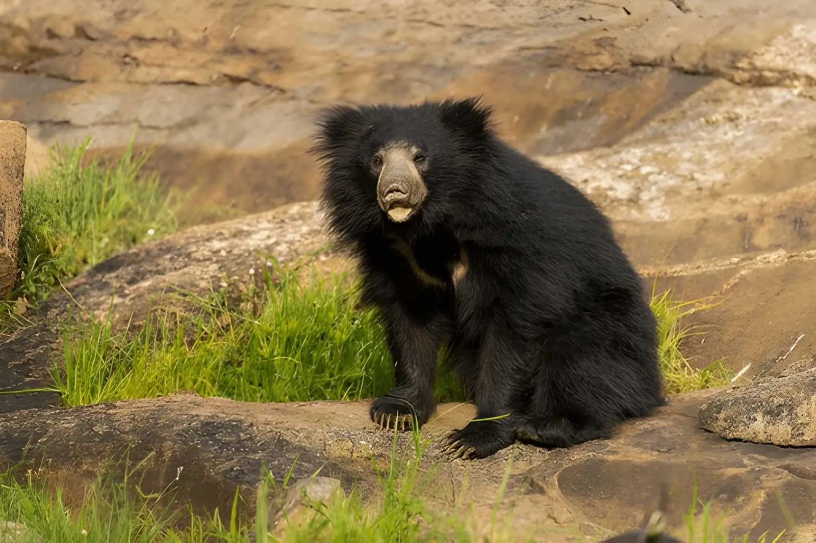 Satpura National Park