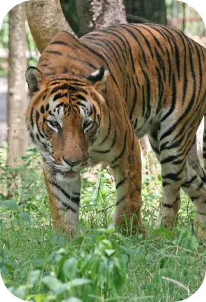Sundarban National Park 