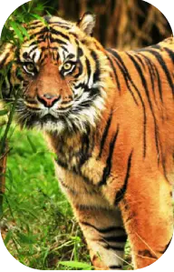 Sundarban National Park 