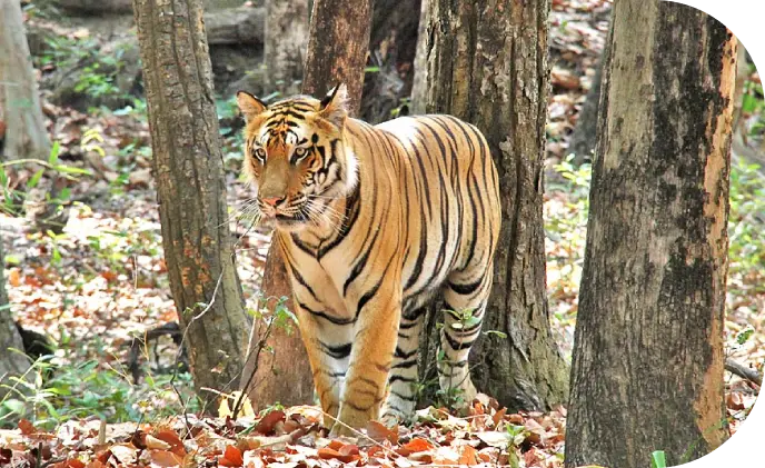 Sundarban National Park