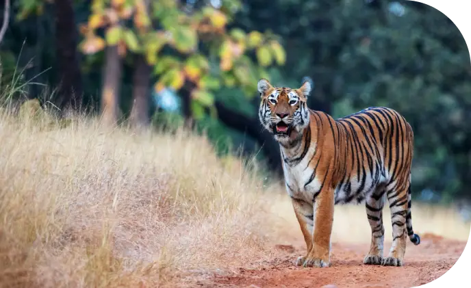 Tadoba National Park