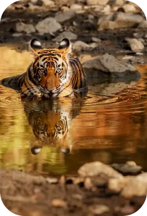 Tadoba Tiger Reserve