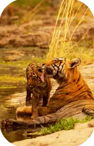 Tadoba Tiger Reserve