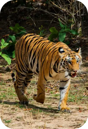 things to Carry for Kanha National Park Jungle Safari