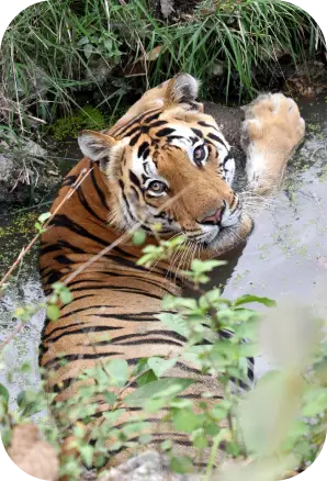 things to Carry for Kanha National Park Jungle Safari