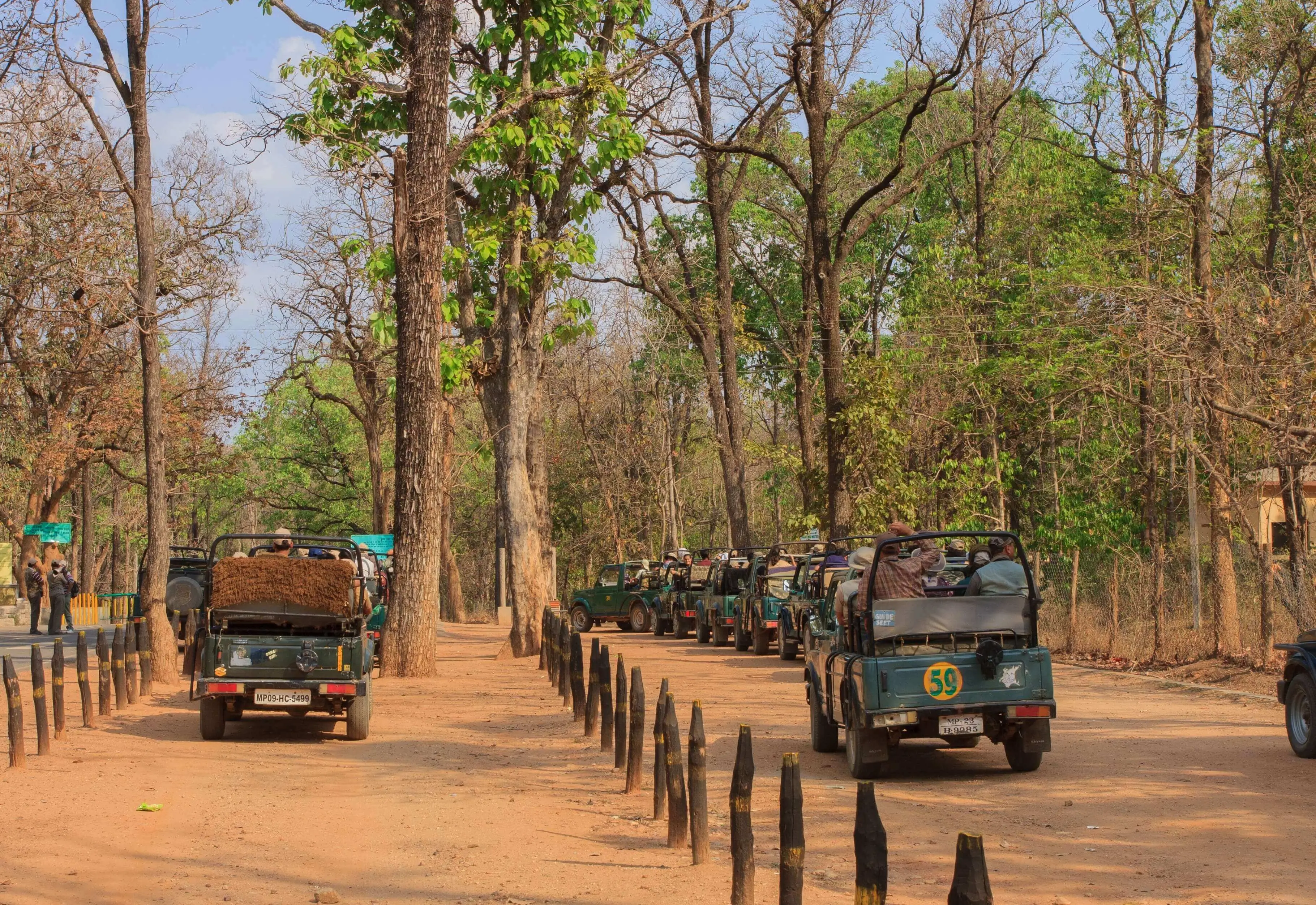 Mowgli Calling - Kanha National Park