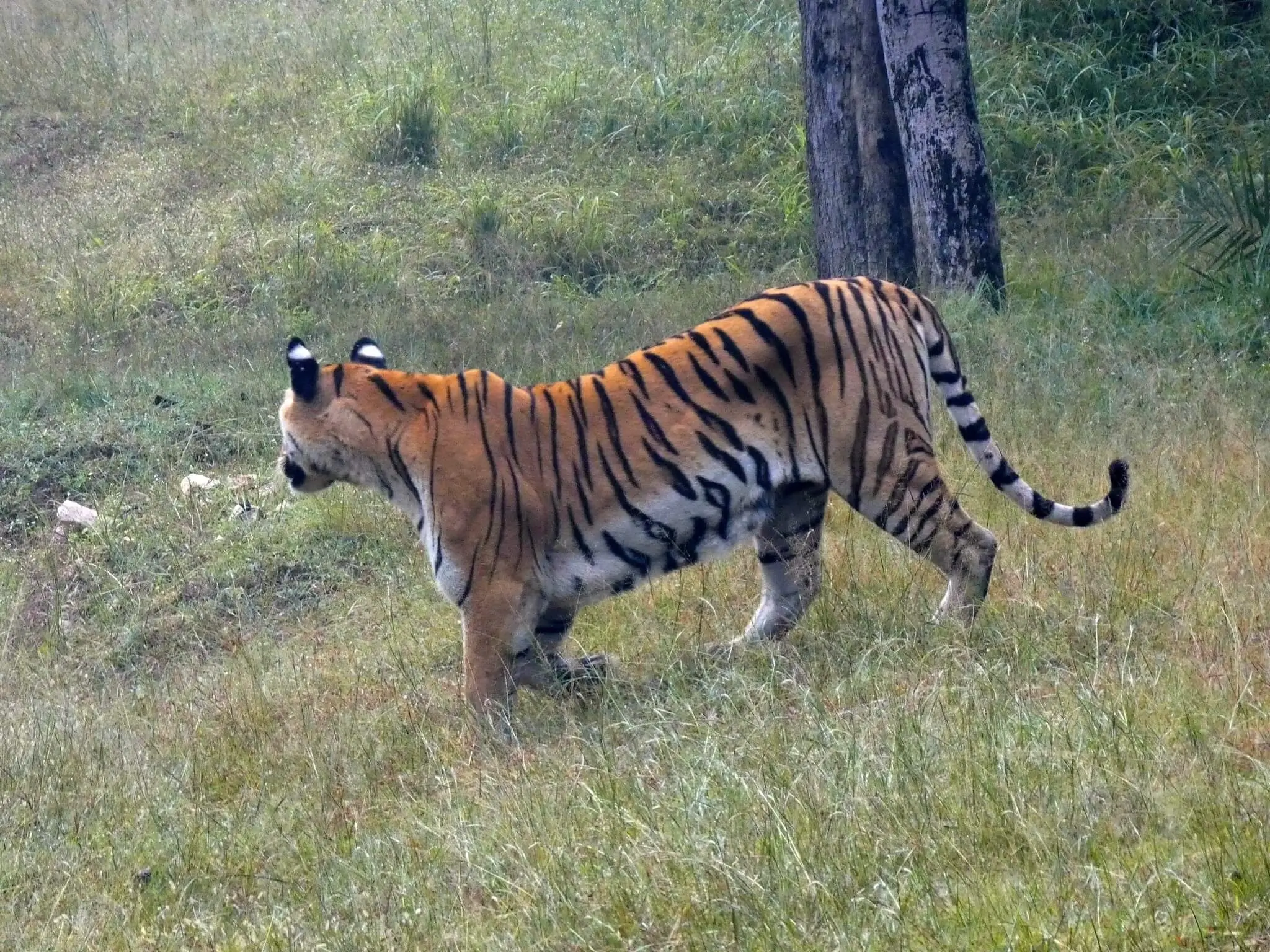 Tiger in Pench