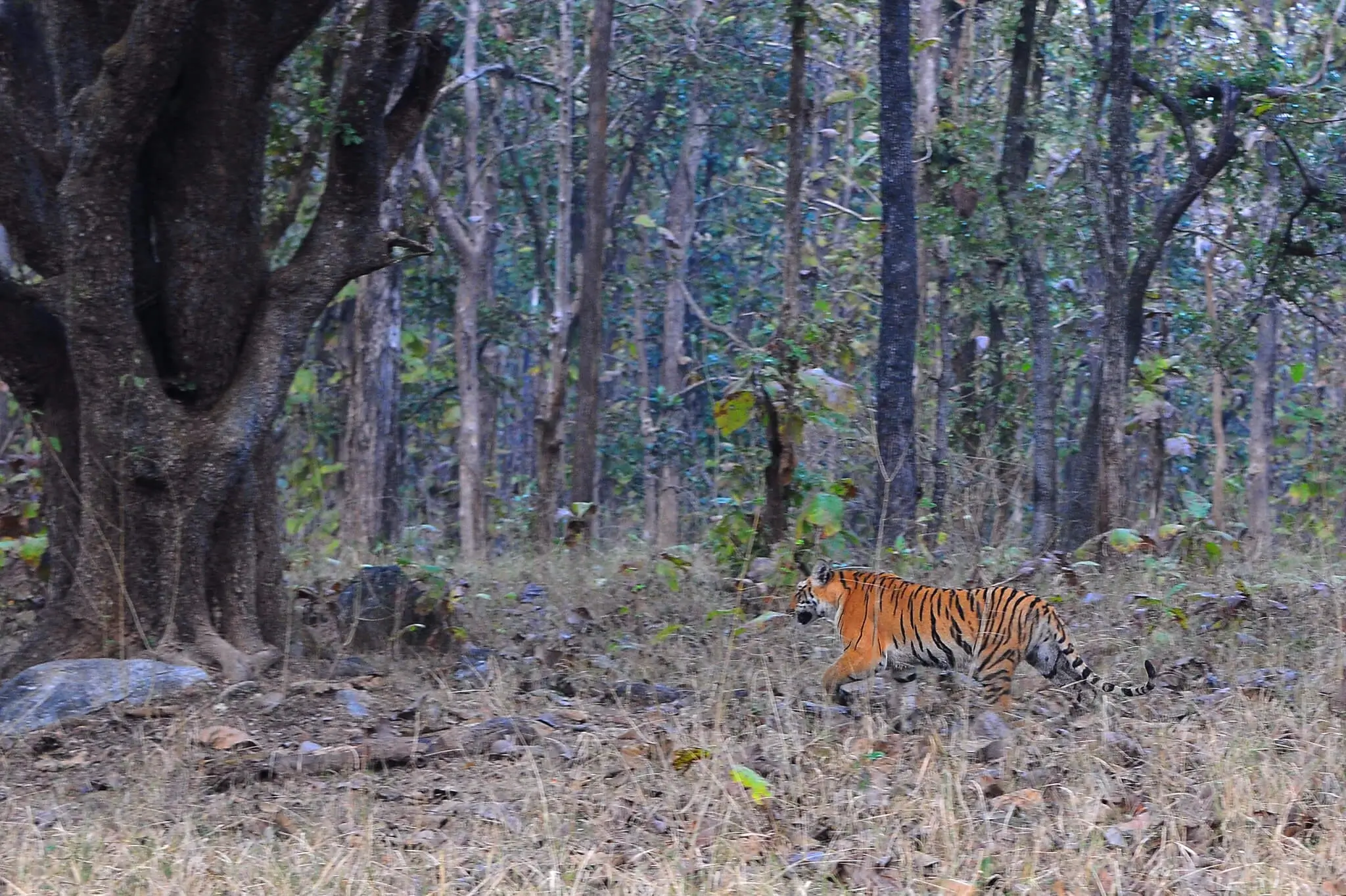 Young Tiger