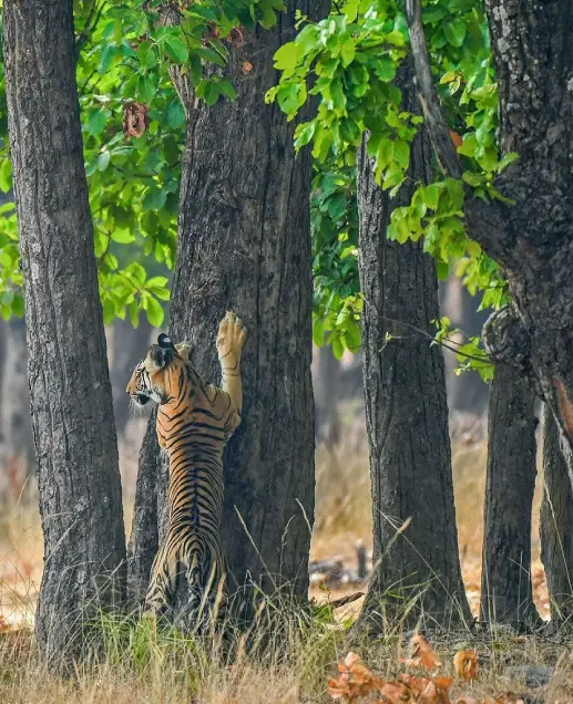 Wildlife Tourism in Madhya Pradesh