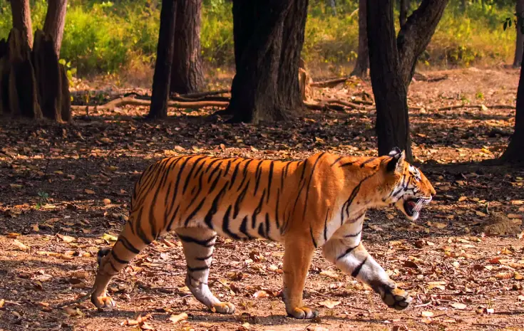 Kanha National Park
