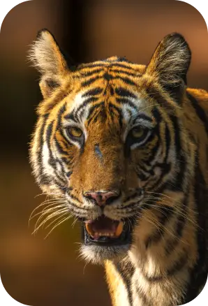 Wildlife in Madhya Pradesh