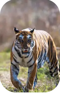 Wildlife in Madhya Pradesh