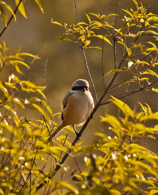 Birding in Panna National Park