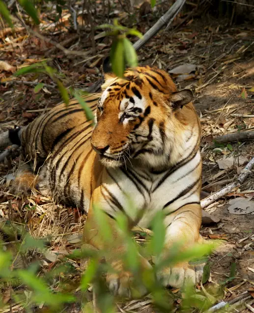 Fauna in Panna National Park