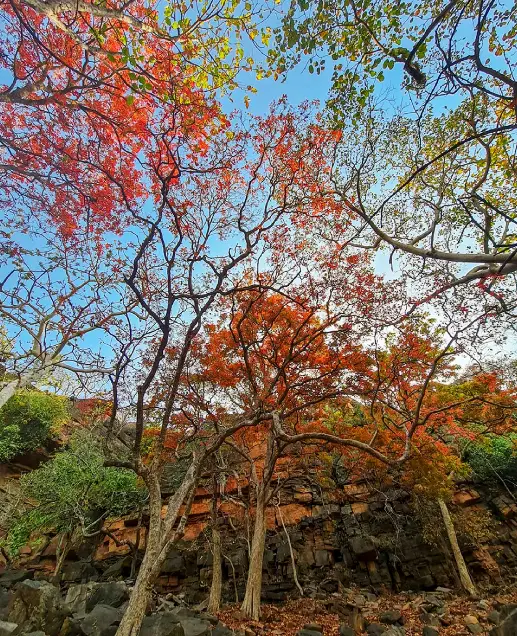 Flora in Panna National Park