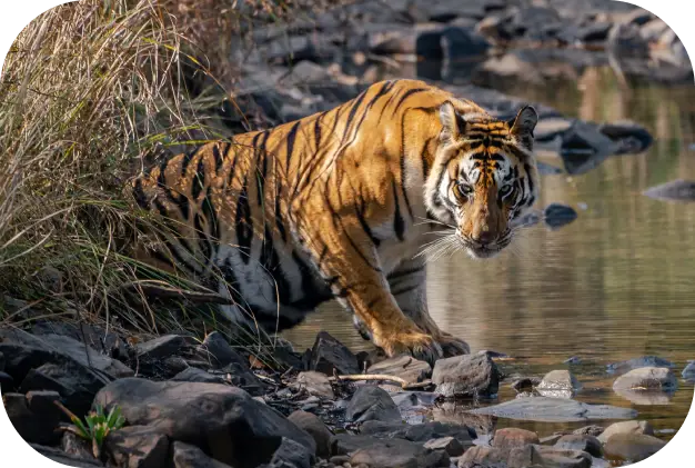 Safari Timings in Panna National Park