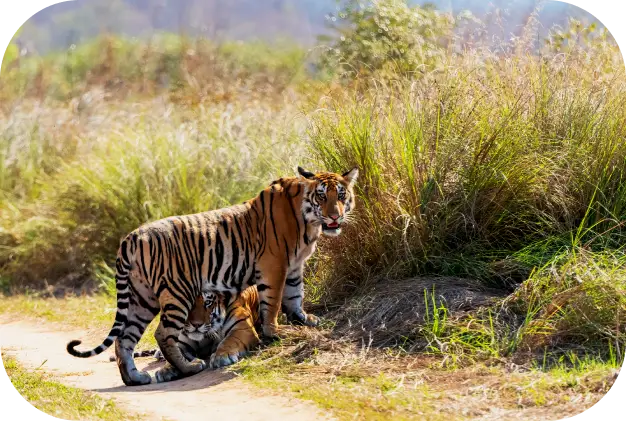 Safari Zones in Panna