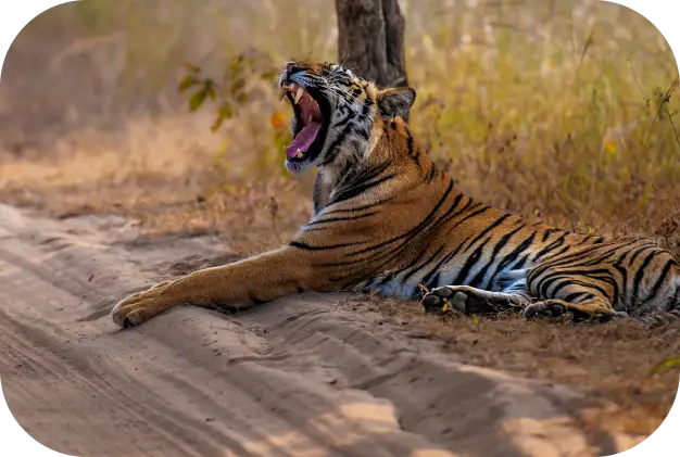 Panna Wildlife Safari 