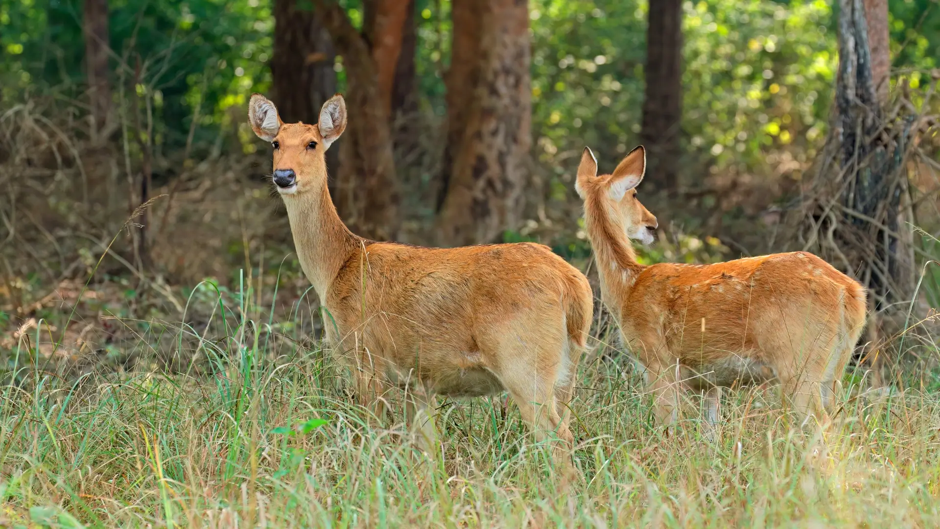 Mowgli's Trail - Pench & Kanha National Park