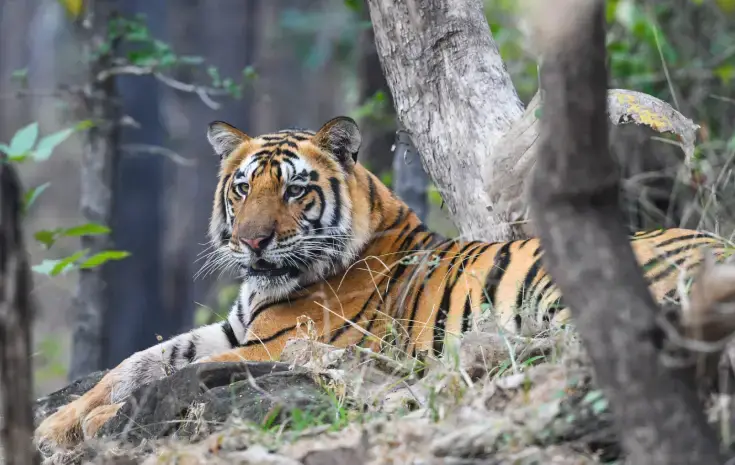 Satpura National Park