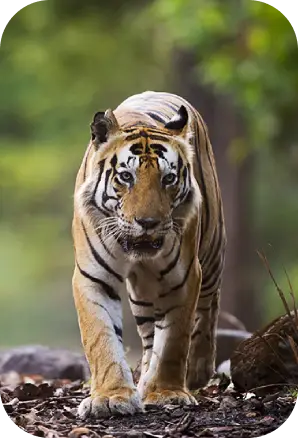 Wildlife in Kanha National Park