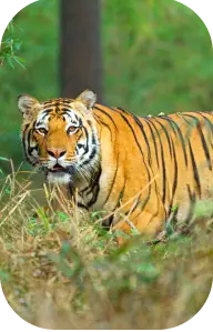 Wildlife in Kanha National Park