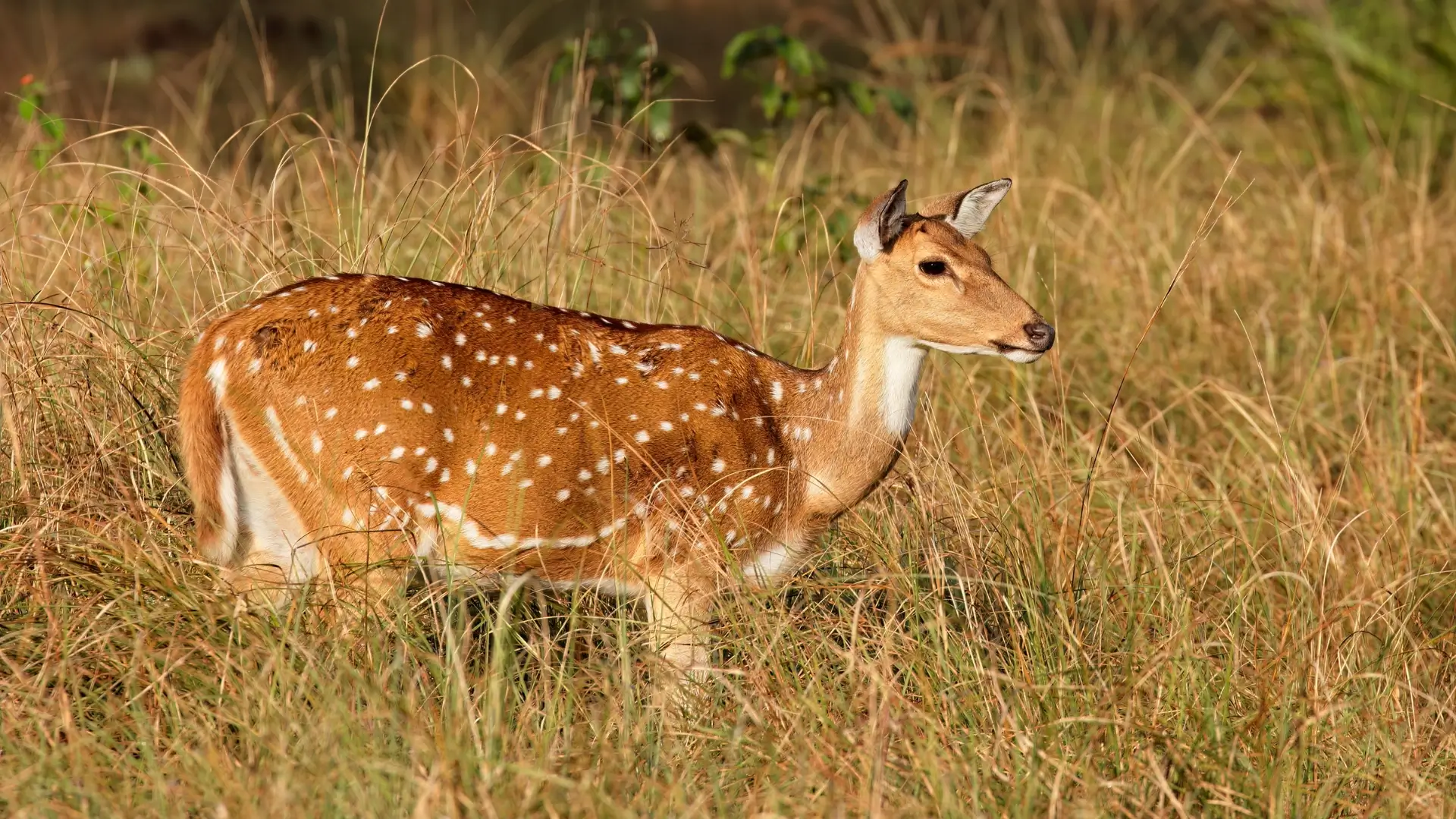 Wildlife in Kanha