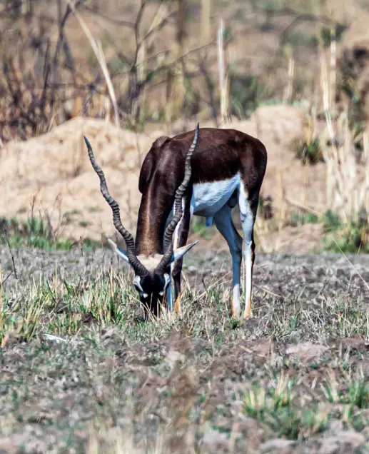 Wildlife Sanctuaries in India