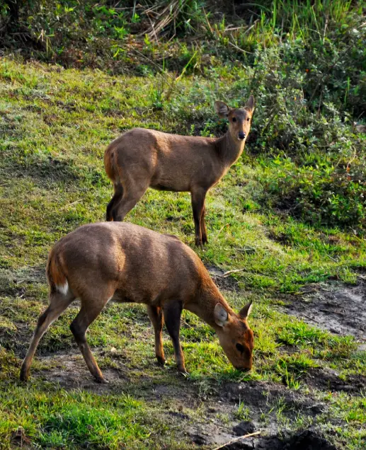UNESCO World Heritage Wildlife Sites in India