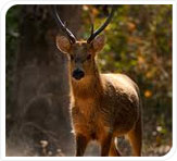 barasingha at kanha