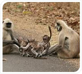 black faced monkey at kanha