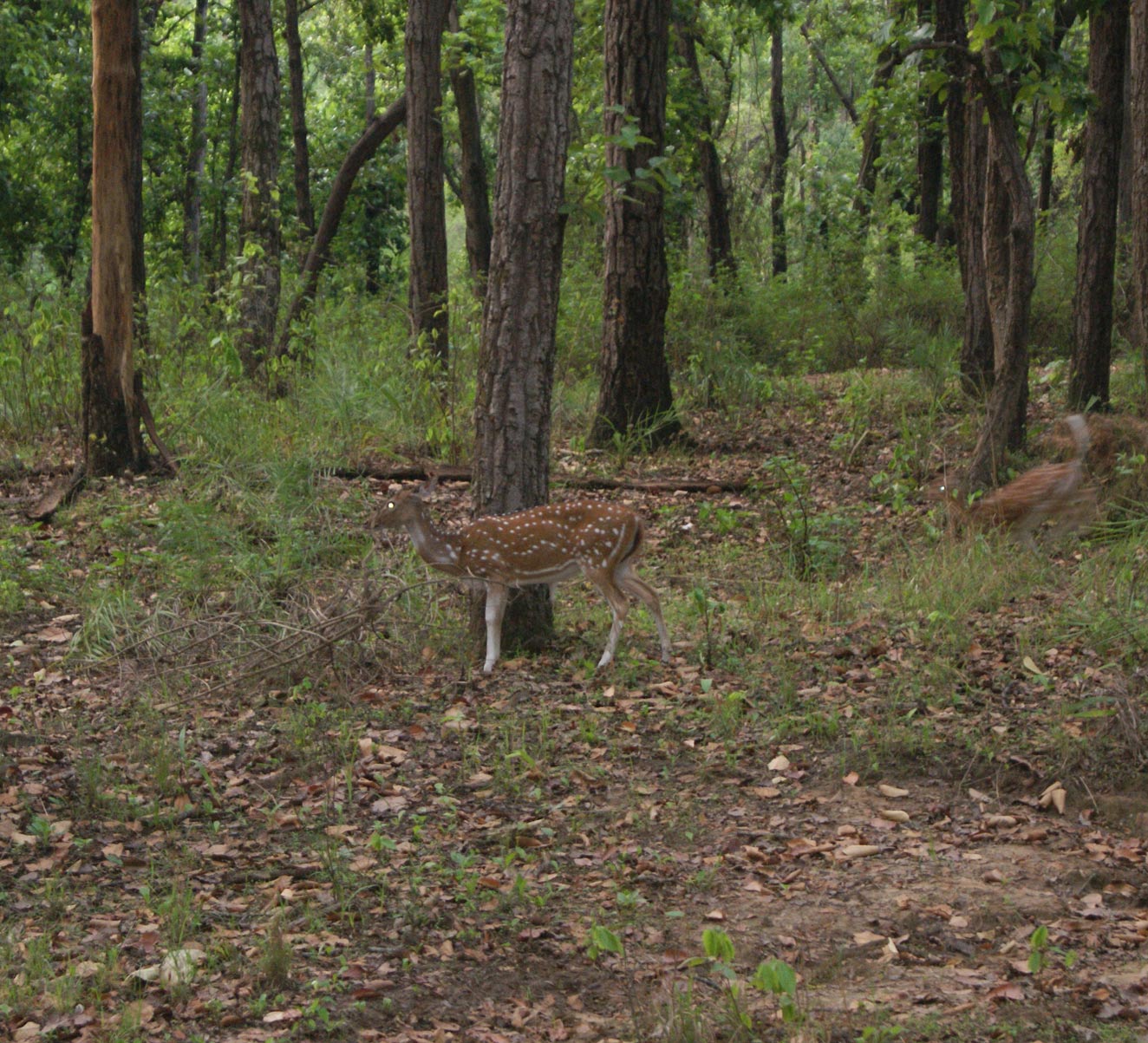 1324px x 1203px - Kanha Jabalpur Tour Package | Kanha Wildlife Weekend Package